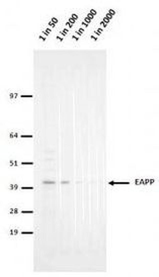 EAPP Antibody in Western Blot (WB)