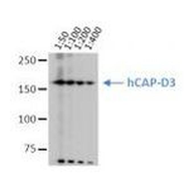 NCAPD3 Antibody in Western Blot (WB)
