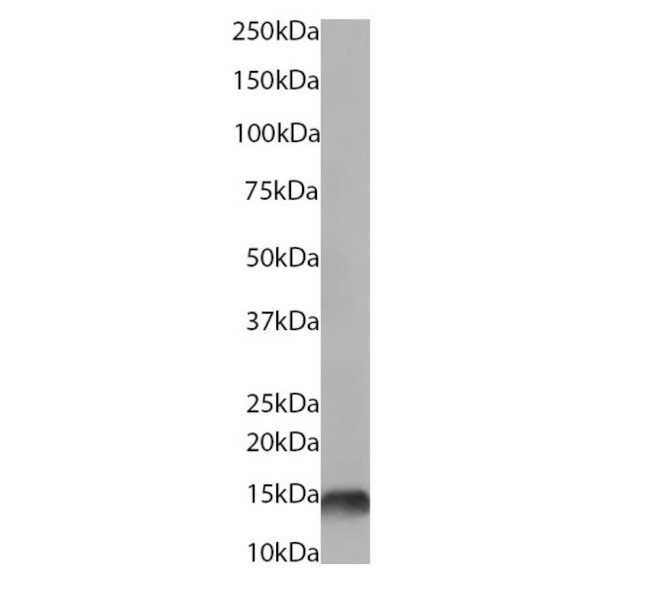 H4K20me3 Antibody in Western Blot (WB)