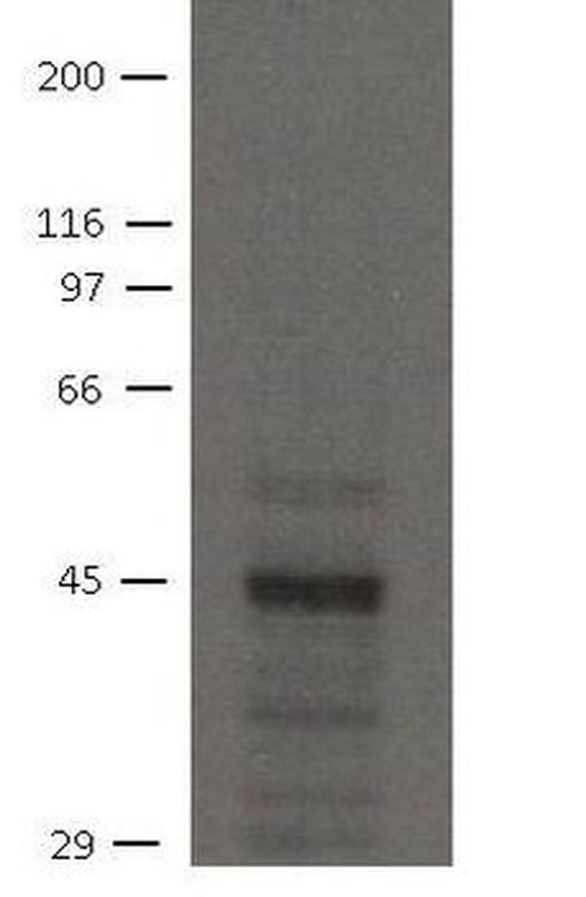 NHERF2 Antibody in Western Blot (WB)
