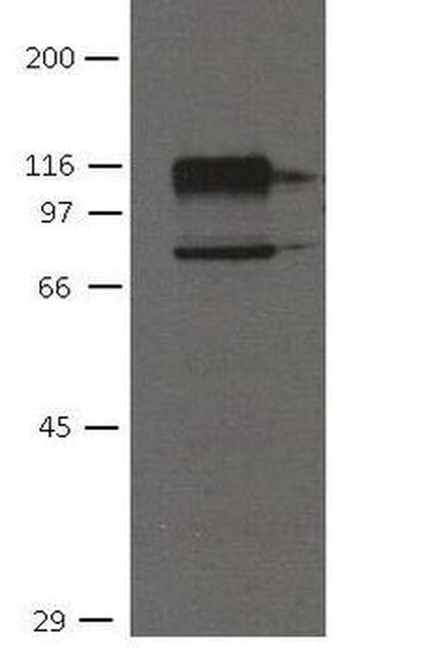 CDH11 Antibody in Western Blot (WB)
