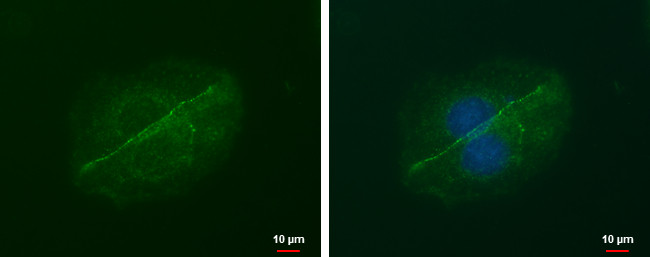 LIN7A Antibody in Immunocytochemistry (ICC/IF)