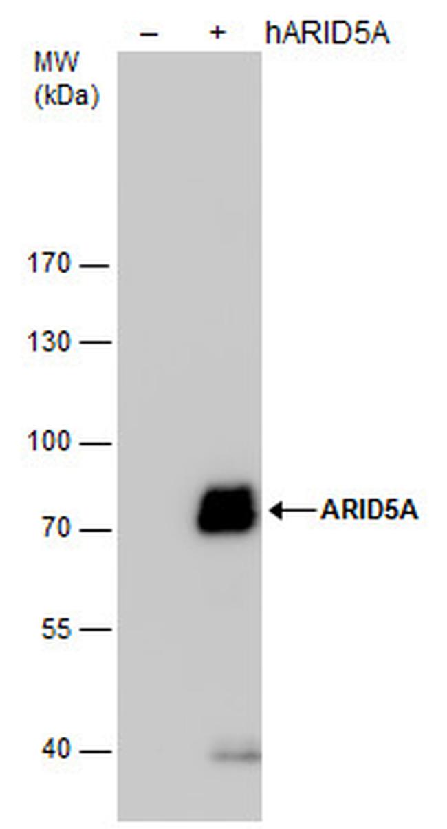 ARID5A Antibody in Western Blot (WB)