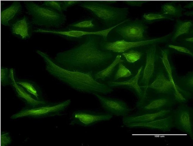 BNIP1 Antibody in Immunocytochemistry (ICC/IF)