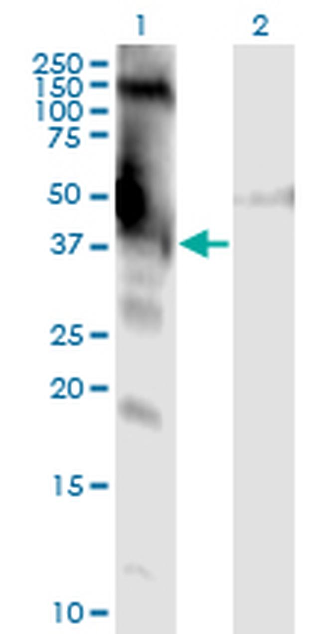 DMWD Antibody in Western Blot (WB)