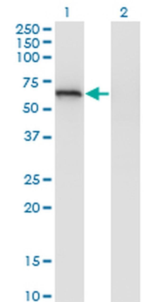 eIF2d Antibody in Western Blot (WB)