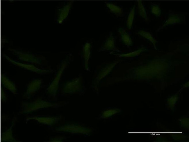EMX2 Antibody in Immunocytochemistry (ICC/IF)