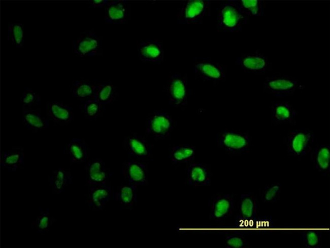 MPG Antibody in Immunocytochemistry (ICC/IF)