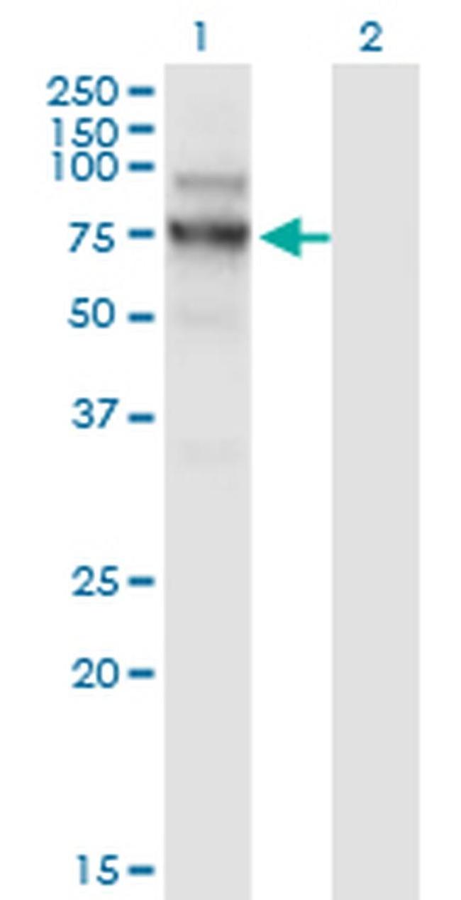 NVL Antibody in Western Blot (WB)
