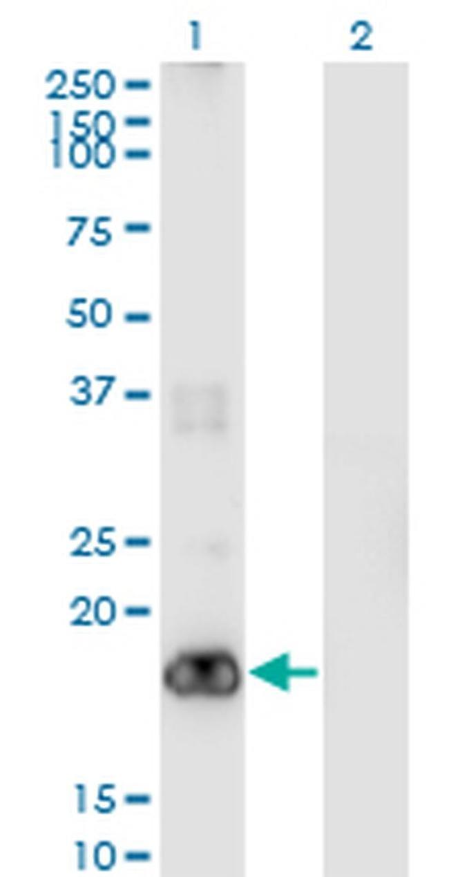 PIGH Antibody in Western Blot (WB)