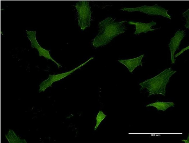 Pleckstrin Antibody in Immunocytochemistry (ICC/IF)