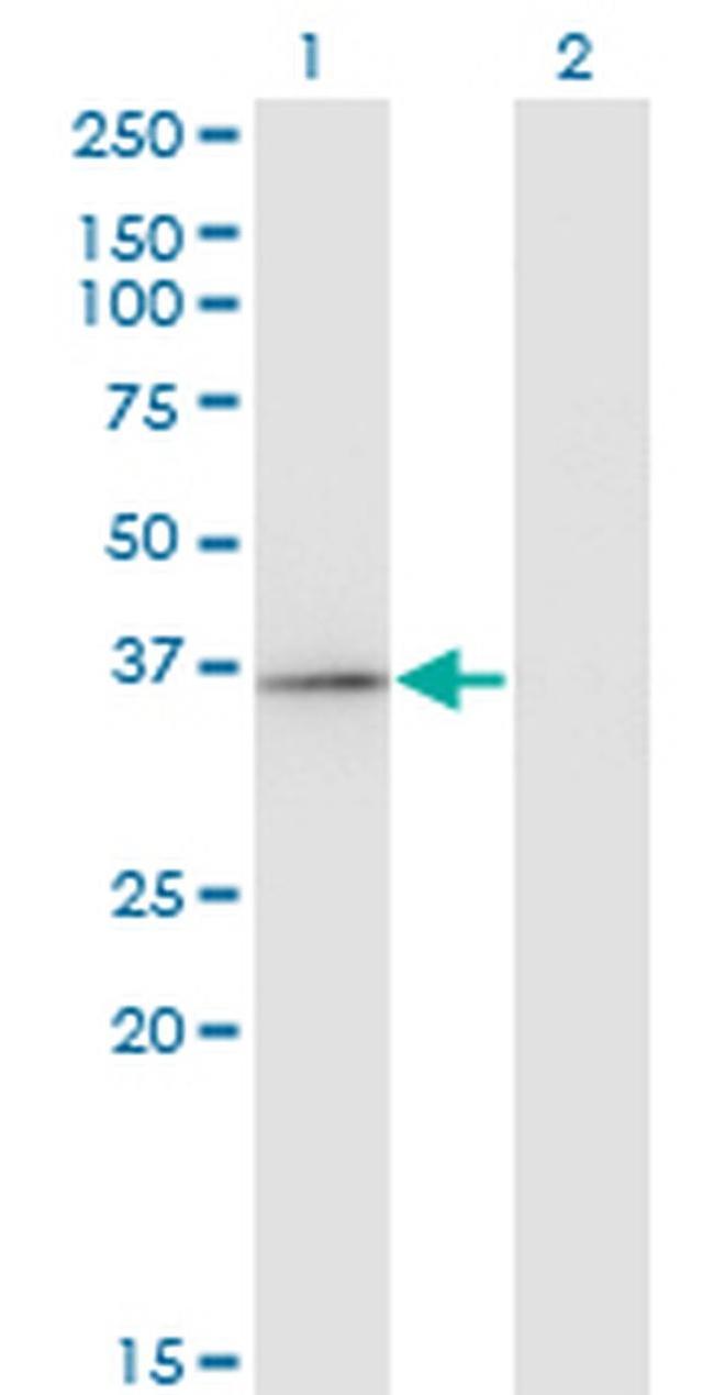 RFXAP Antibody in Western Blot (WB)