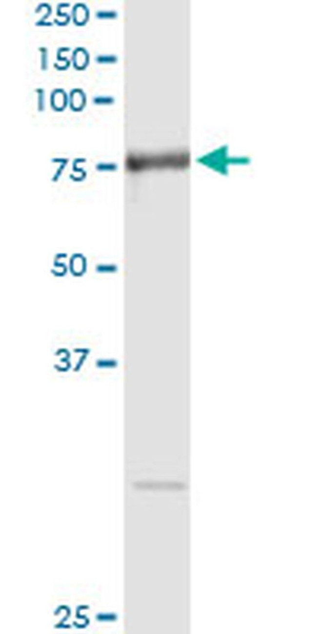 RNPEP Antibody in Immunoprecipitation (IP)