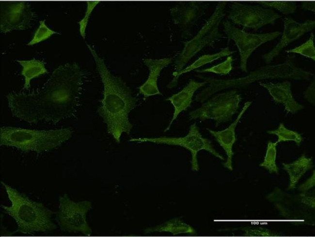 RPL32 Antibody in Immunocytochemistry (ICC/IF)