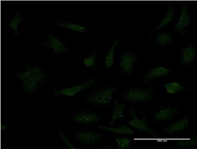 SP3 Antibody in Immunocytochemistry (ICC/IF)