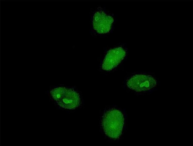 MKRN3 Antibody in Immunocytochemistry (ICC/IF)