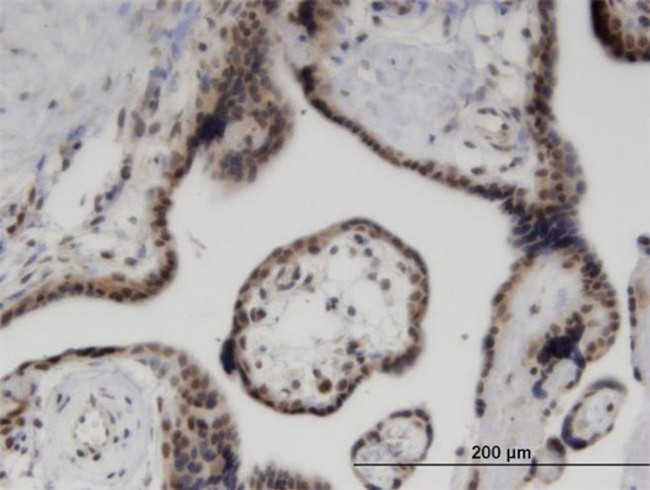 ZNF232 Antibody in Immunohistochemistry (PFA fixed) (IHC (PFA))