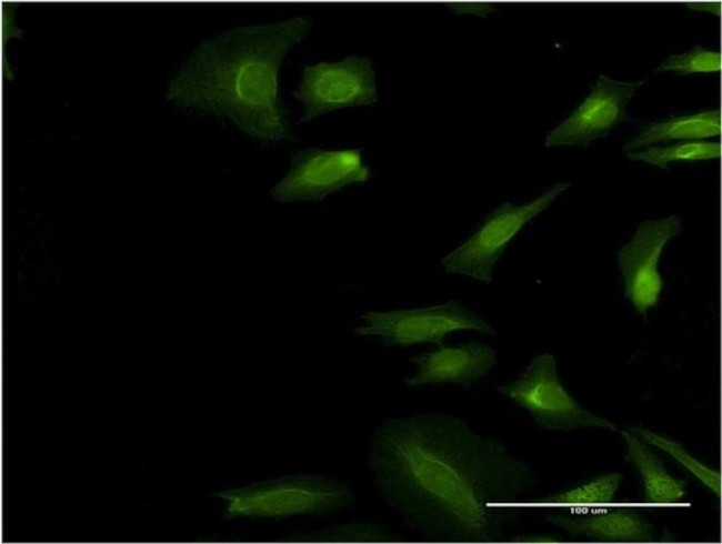 eIF3i Antibody in Immunocytochemistry (ICC/IF)