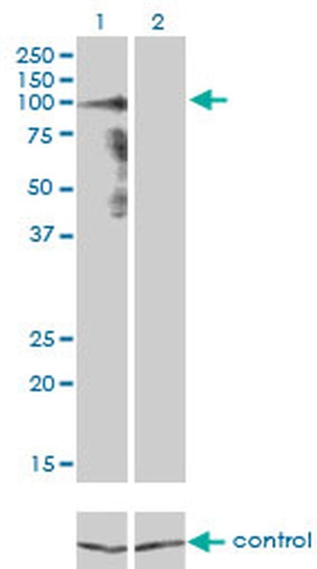 PCDHGA8 Antibody in Western Blot (WB)