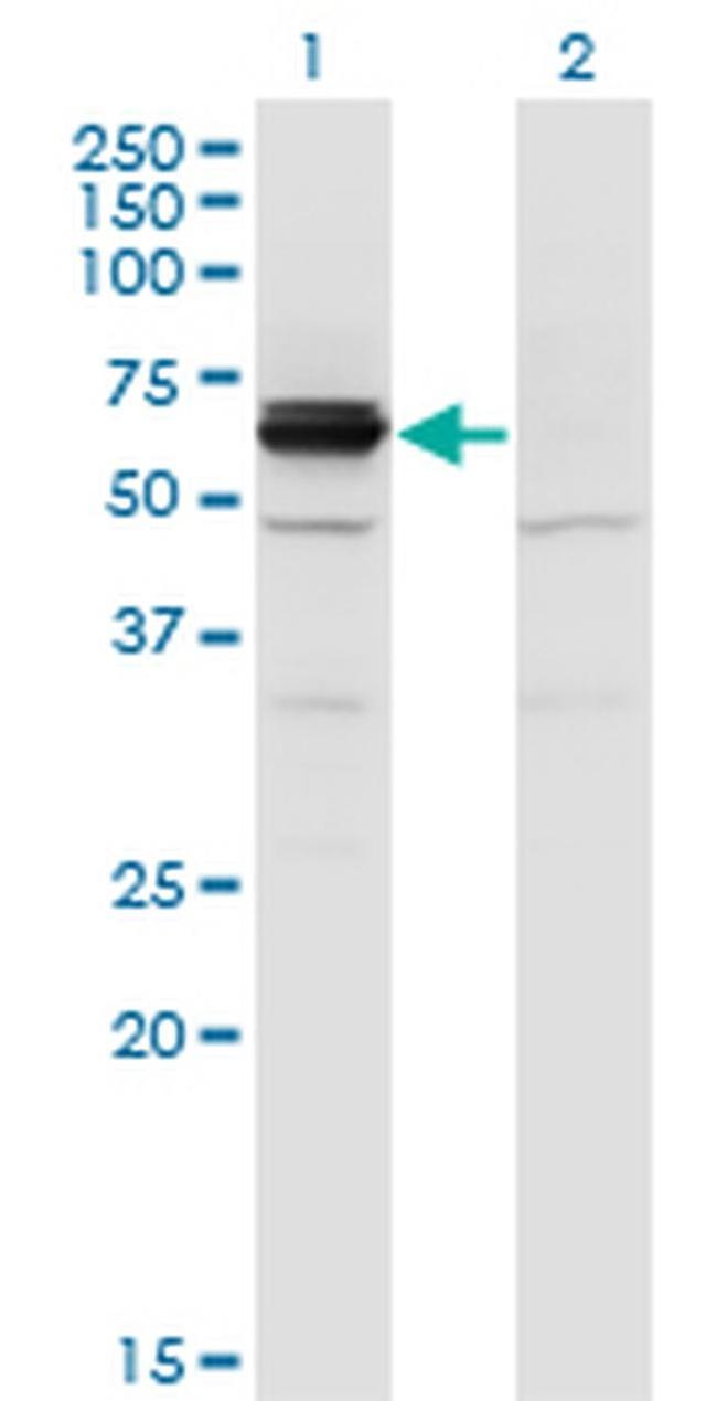 CRMP3 Antibody in Western Blot (WB)
