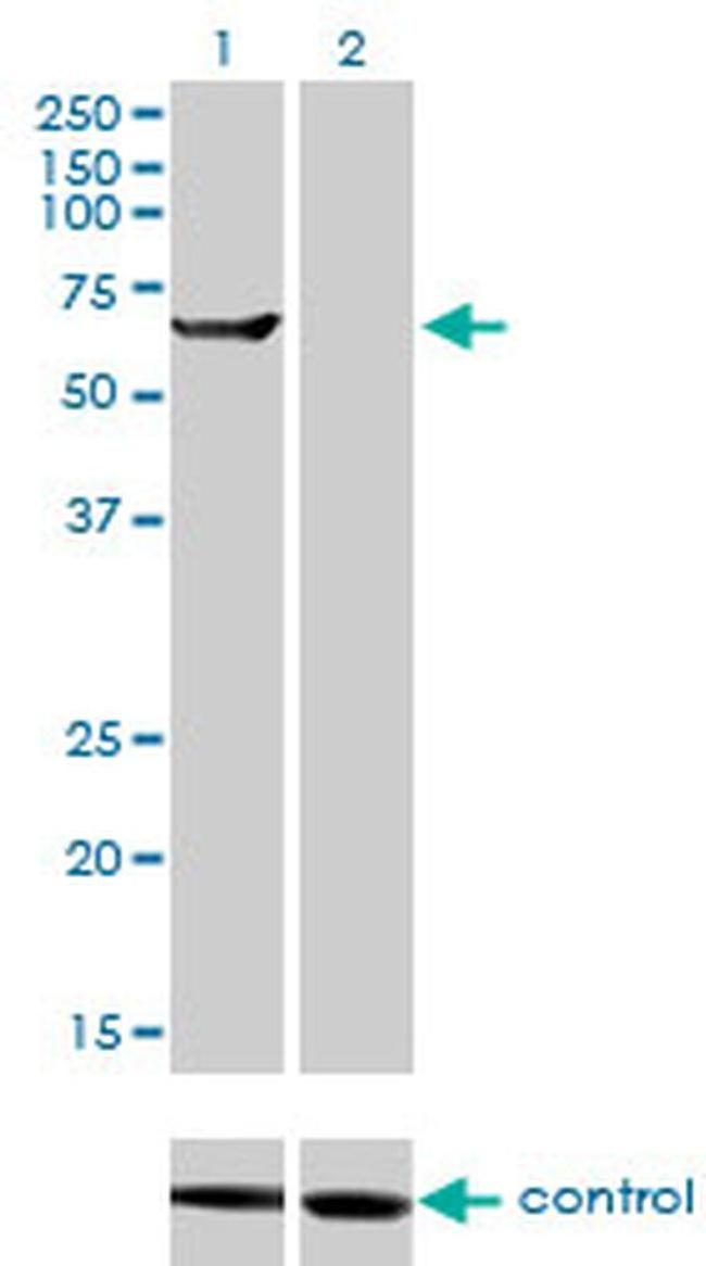 TRIM16 Antibody in Western Blot (WB)