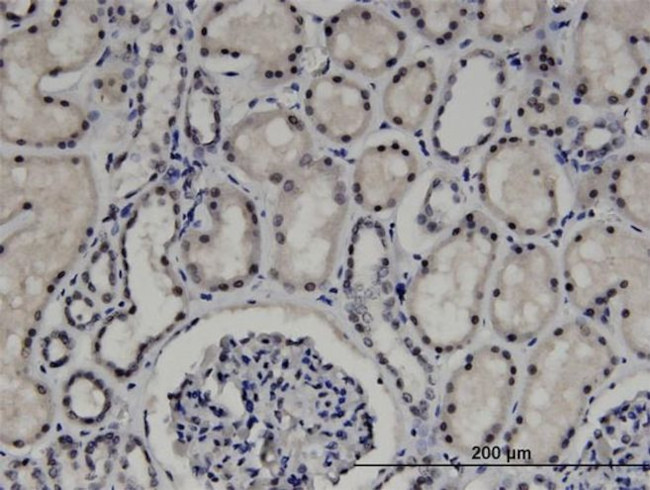 ZNF266 Antibody in Immunohistochemistry (PFA fixed) (IHC (PFA))
