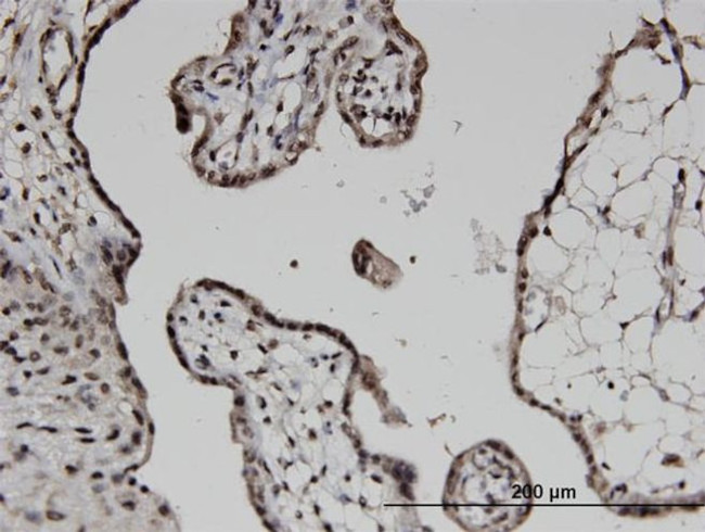 COPS6 Antibody in Immunohistochemistry (PFA fixed) (IHC (PFA))
