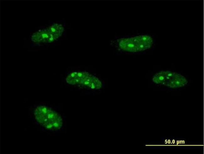 PWP1 Antibody in Immunocytochemistry (ICC/IF)