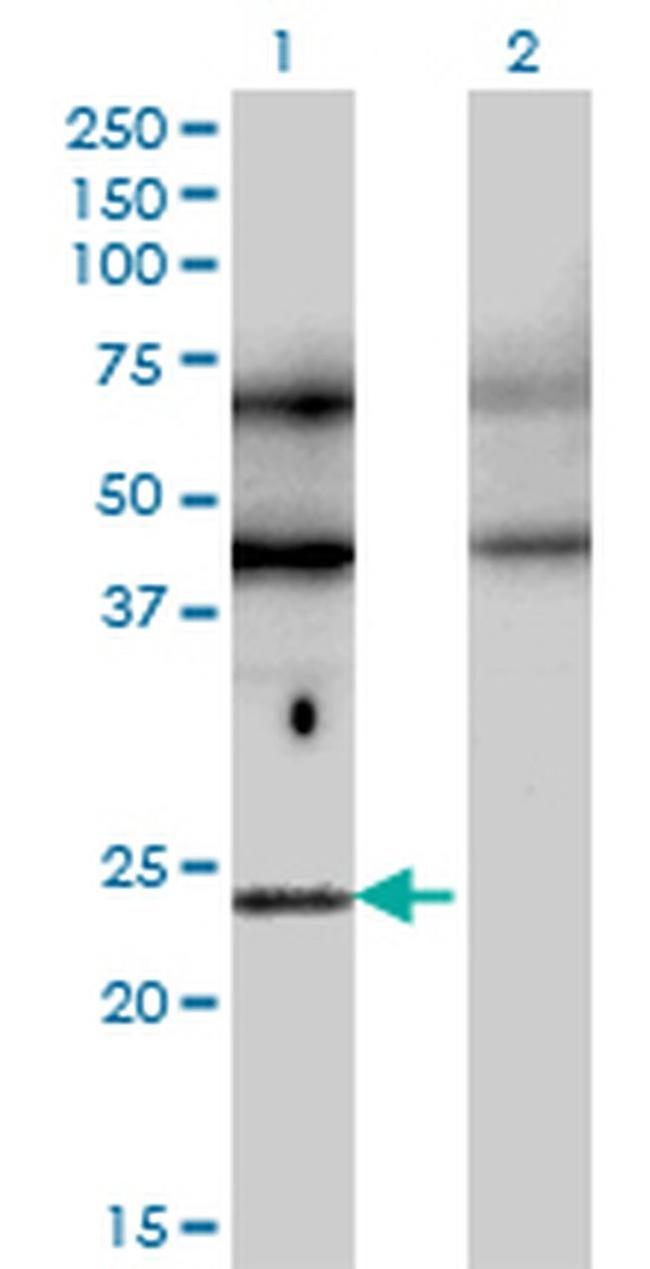 TFEC Antibody in Western Blot (WB)