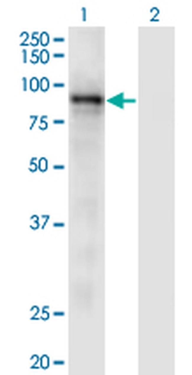 RASA3 Antibody in Western Blot (WB)