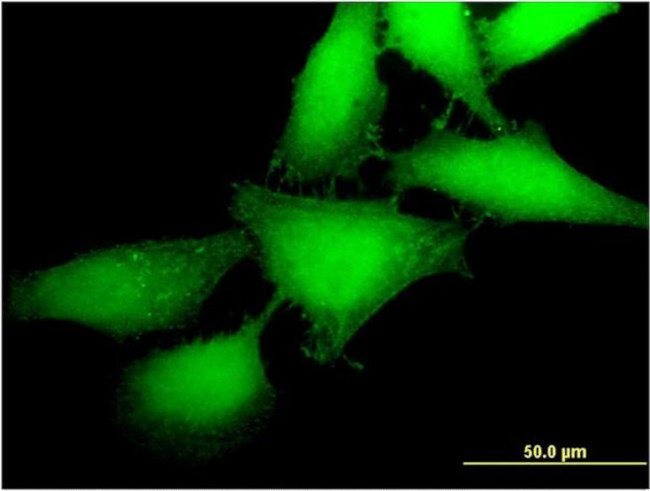 MBIP Antibody in Immunocytochemistry (ICC/IF)