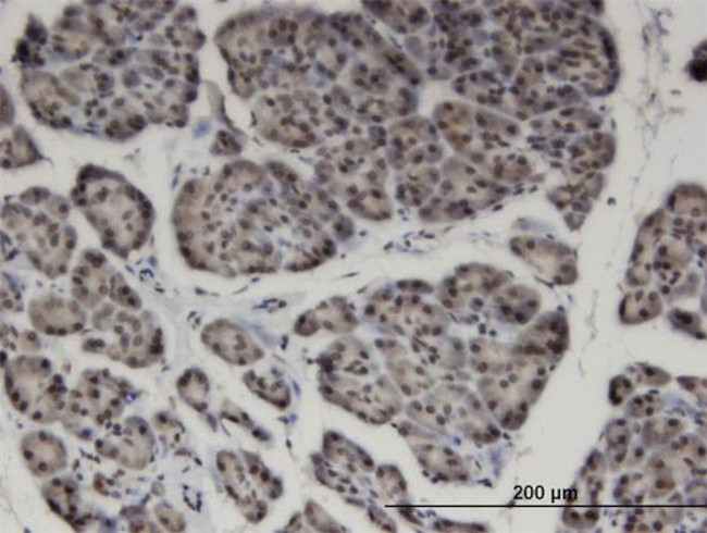 ZNF44 Antibody in Immunohistochemistry (PFA fixed) (IHC (PFA))