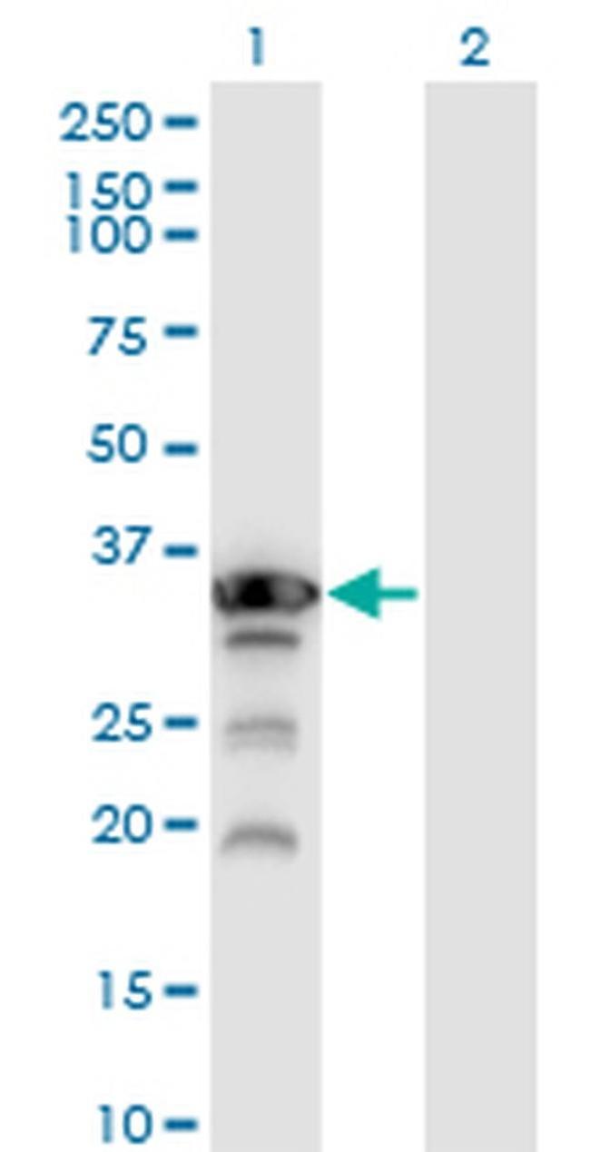 Aprataxin Antibody in Western Blot (WB)