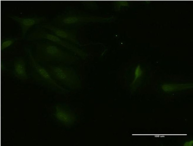TRAC-1 Antibody in Immunocytochemistry (ICC/IF)