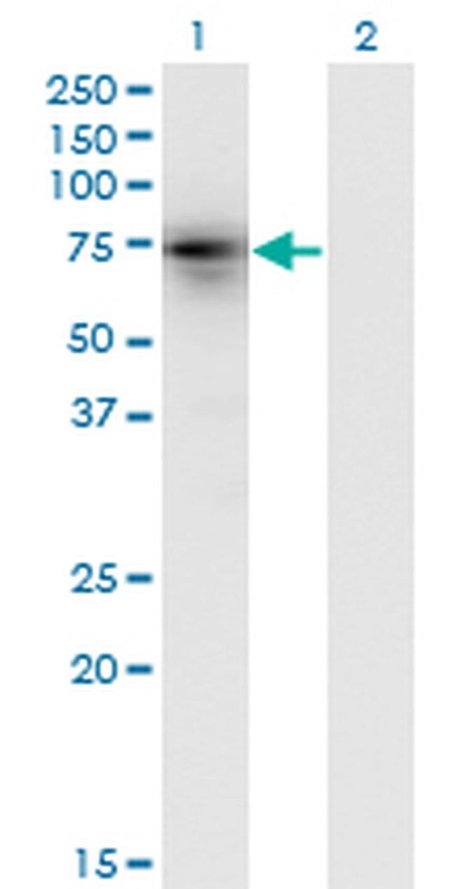 KLHL4 Antibody in Western Blot (WB)