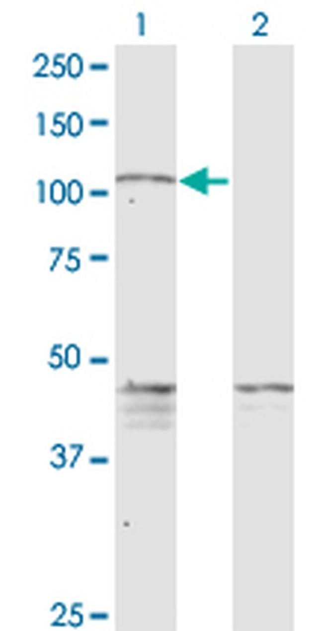 PCDHGC5 Antibody in Western Blot (WB)