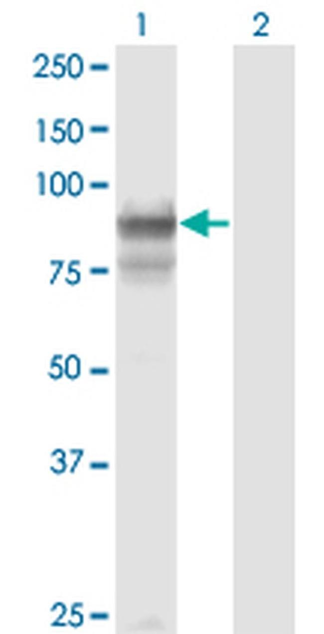 PCDHGB2 Antibody in Western Blot (WB)