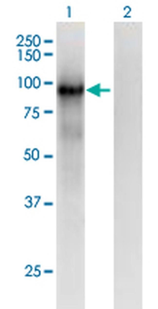 PCDHB6 Antibody in Western Blot (WB)