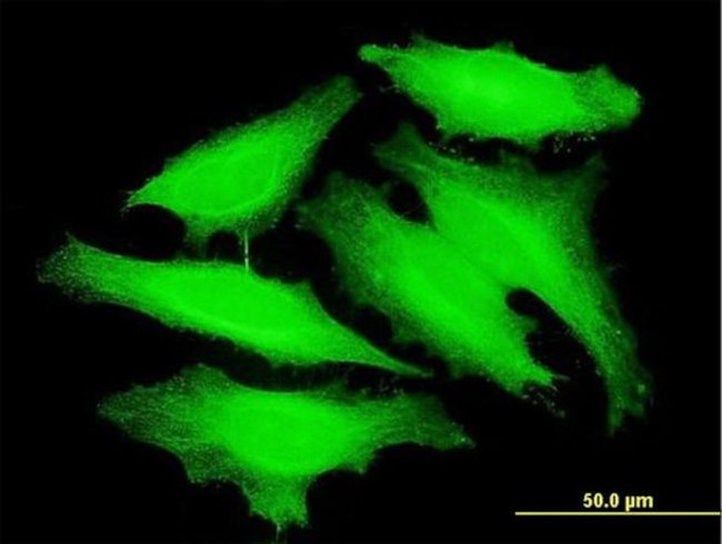 PAPOLB Antibody in Immunocytochemistry (ICC/IF)