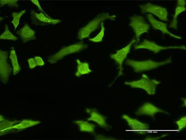 ZNF287 Antibody in Immunocytochemistry (ICC/IF)