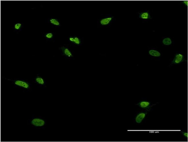 ZNF287 Antibody in Immunocytochemistry (ICC/IF)