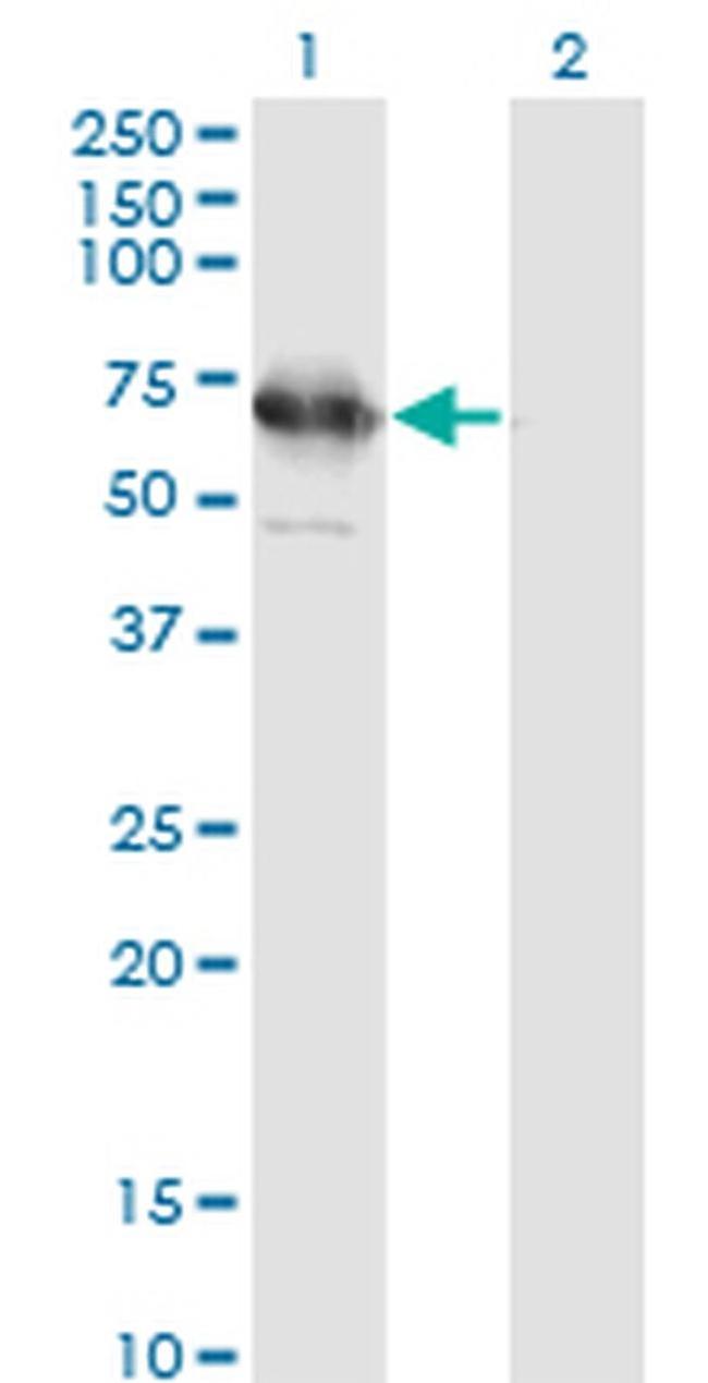 TSKS Antibody in Western Blot (WB)