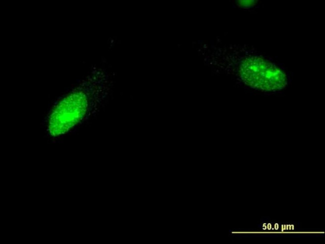 ZNF397 Antibody in Immunocytochemistry (ICC/IF)
