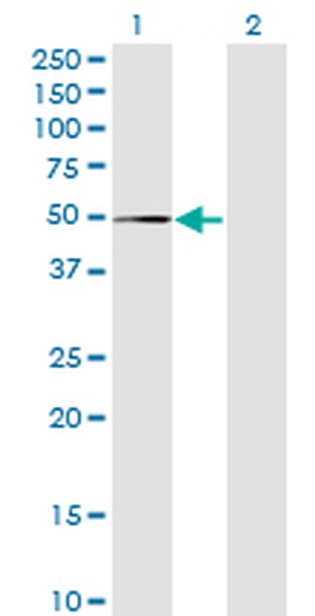 MPND Antibody in Western Blot (WB)