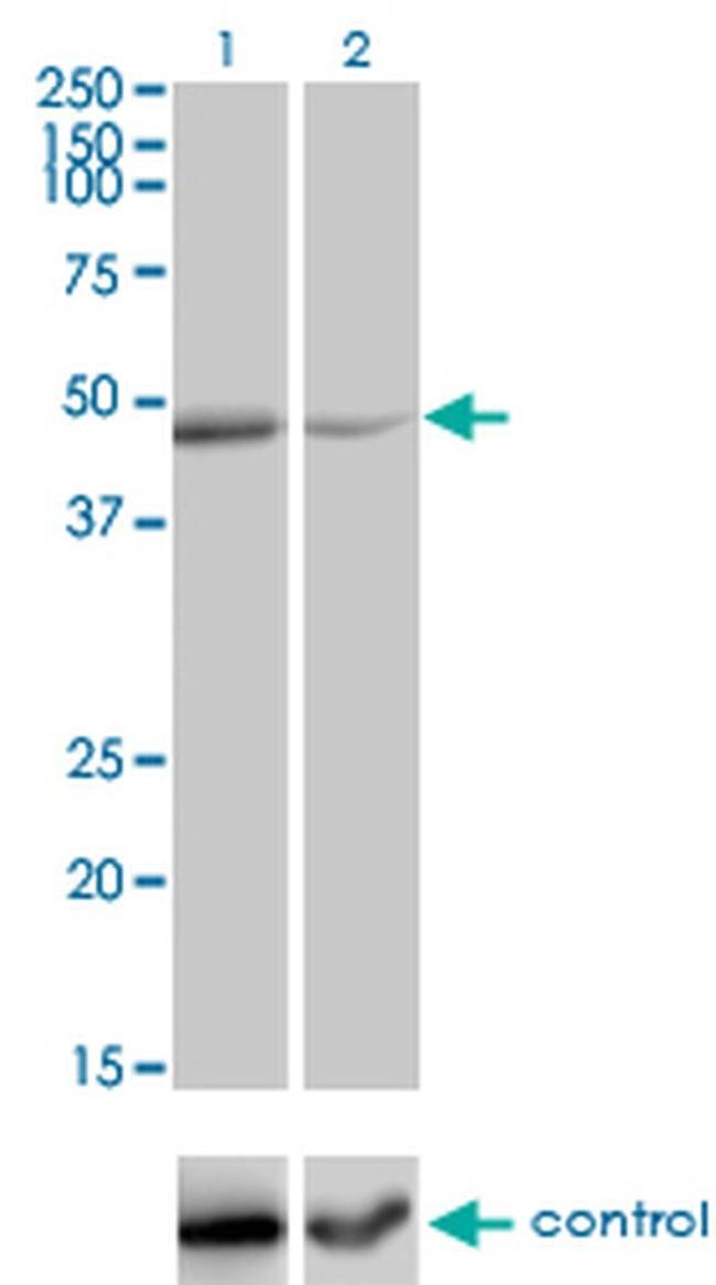 TNFRSF19L Antibody in Western Blot (WB)