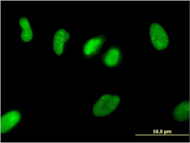 ZNF101 Antibody in Immunocytochemistry (ICC/IF)