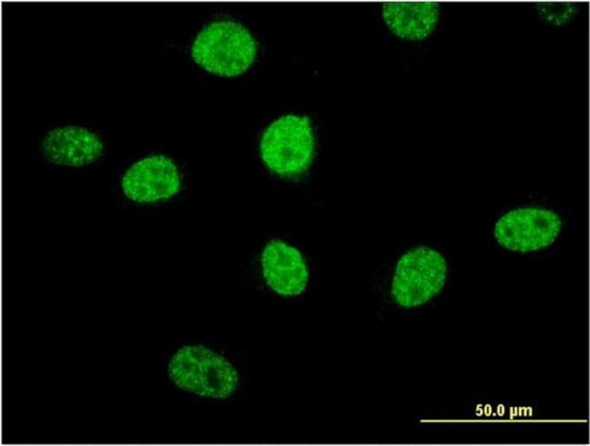MIPOL1 Antibody in Immunocytochemistry (ICC/IF)