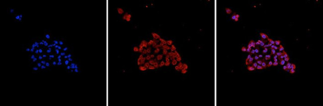 AGO2 Antibody in Immunocytochemistry (ICC/IF)