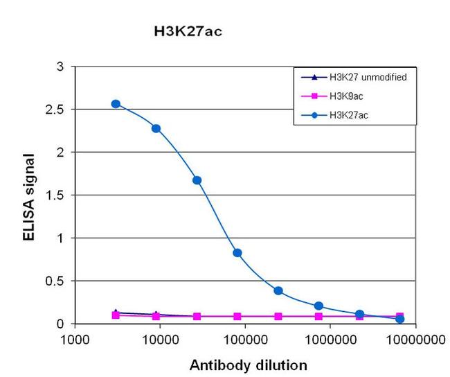 H3K27ac Antibody