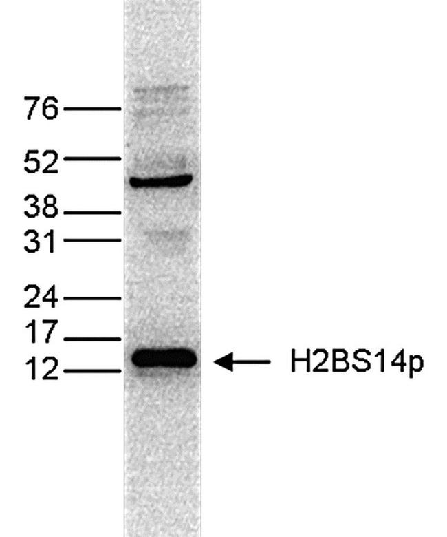 Phospho-Histone H2B (Ser14) Antibody in Western Blot (WB)